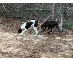 Short haired purebred GSP puppies - 15