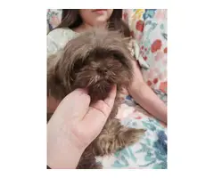 Sweet ShihTzu Poodle Puppy needing a new home