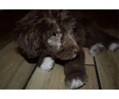 5 Bordoodle puppies for sale