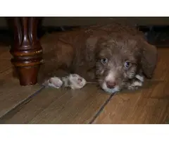 5 Bordoodle puppies for sale