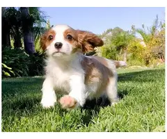 2 Cavalier king charles puppies for sale
