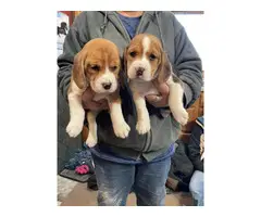 2 female beagle puppies - 2
