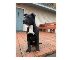 2 black and white pit bull puppies