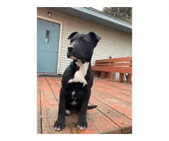 2 black and white pit bull puppies - 7