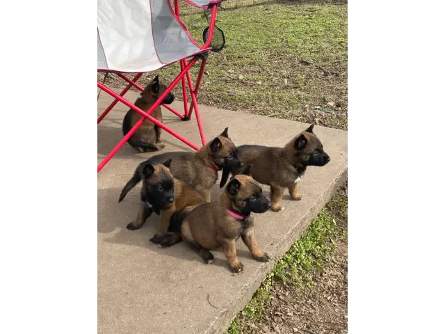 5 belgian malinois puppies for sale - 1/7