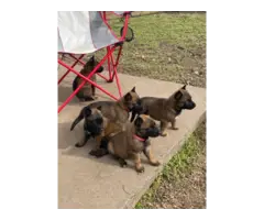5 belgian malinois puppies for sale