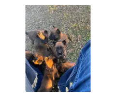 5 belgian malinois puppies for sale - 2