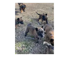 5 belgian malinois puppies for sale - 3