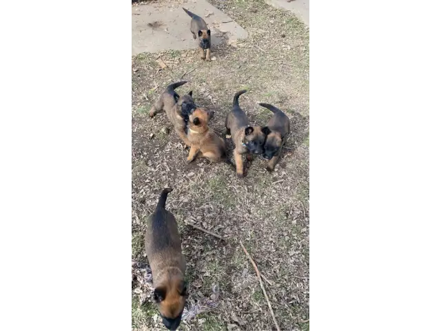 5 belgian malinois puppies for sale - 4/7