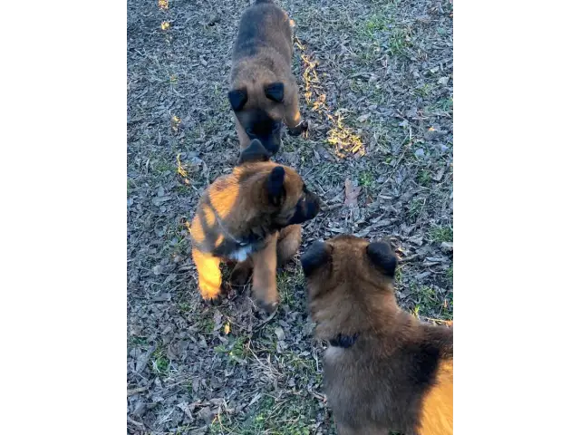 5 belgian malinois puppies for sale - 5/7
