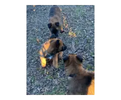 5 belgian malinois puppies for sale - 5