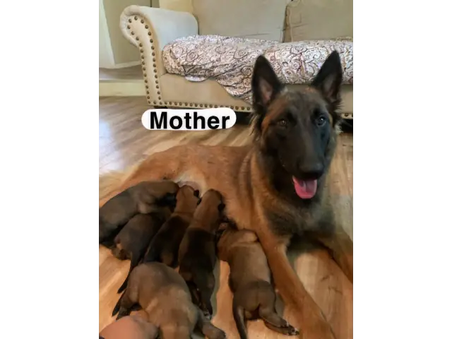 5 belgian malinois puppies for sale - 6/7