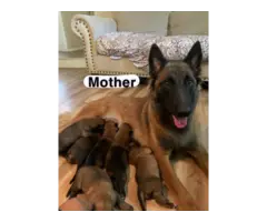 5 belgian malinois puppies for sale - 6