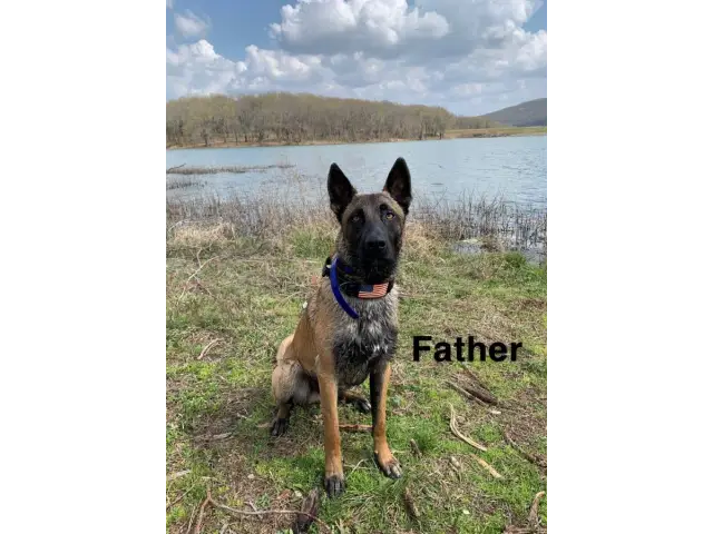 5 belgian malinois puppies for sale - 7/7