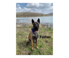 5 belgian malinois puppies for sale - 7