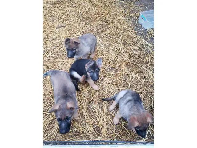 4 females left