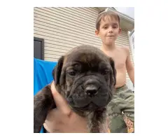 Blue and brindle Cane Corso puppies