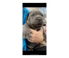 Blue and brindle Cane Corso puppies - 2