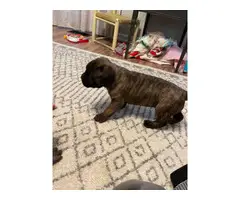 Blue and brindle Cane Corso puppies - 3