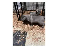 Blue and brindle Cane Corso puppies - 4