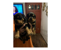 2 Rottweiler puppies for sale