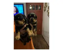 2 Rottweiler puppies for sale - 2