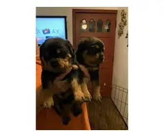 2 Rottweiler puppies for sale - 3