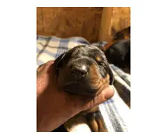 Full blooded Akc registered Doberman pinscher puppies - 4