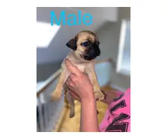 2 male and 1 female Pug puppies