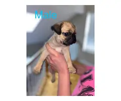 2 male and 1 female Pug puppies - 2