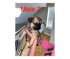 2 male and 1 female Pug puppies - 4