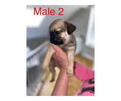2 male and 1 female Pug puppies - 5