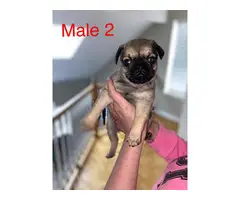 2 male and 1 female Pug puppies - 6