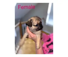 2 male and 1 female Pug puppies - 7