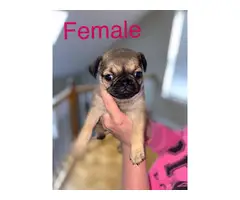 2 male and 1 female Pug puppies - 8