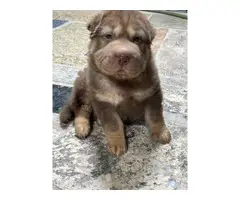 Female Shar-pei puppy for sale