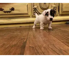 Jack Russell Female Puppy - 4