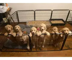 Apricot Standard Poodle Puppies - 2