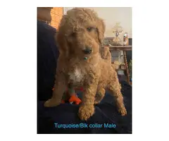 Apricot Standard Poodle Puppies - 4