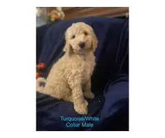Apricot Standard Poodle Puppies - 5