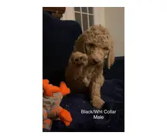 Apricot Standard Poodle Puppies - 6