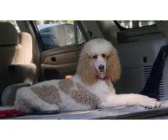 Apricot Standard Poodle Puppies - 7