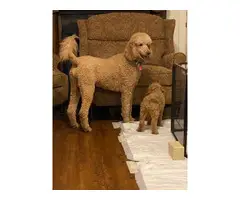 Apricot Standard Poodle Puppies - 8