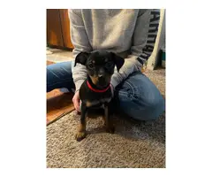 3 months old minpin puppy for sale