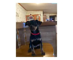 3 months old minpin puppy for sale - 2