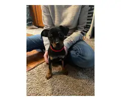 3 months old minpin puppy for sale - 3