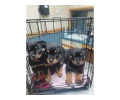 AKC registered Rottweiler puppies - 3