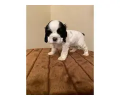 Beautiful Cocker Spaniel puppies Looking for good home