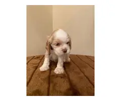 Beautiful Cocker Spaniel puppies Looking for good home - 3