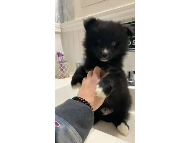 2 male Pomsky puppies for sale - 1/7